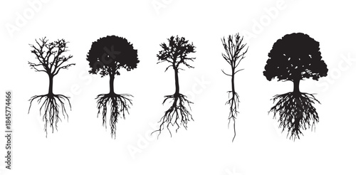 Compilation of five different trees showing both upper canopy and detailed root systems for complete biology views