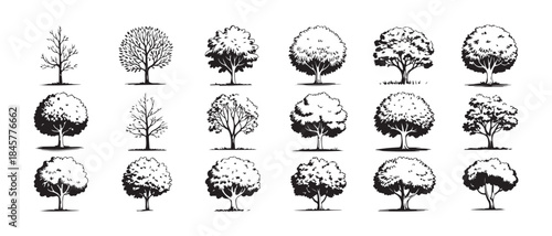 Eighteen detailed black and white engraved style tree illustrations for landscape design projects