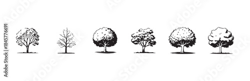 Collection of six detailed black and white silhouette drawings representing different styles of deciduous trees