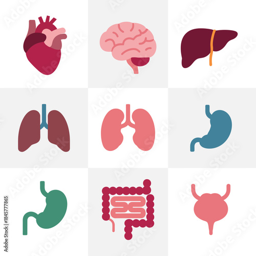 Internal human organs medical icon set featuring heart brain lungs liver stomach flat vector illustration assets