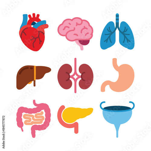 Complete human internal organs illustration set including heart brain lungs liver kidneys flat vector anatomy collection