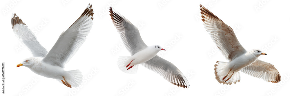 Obraz premium Three white seagulls with brown wing tips in flight against isolated on a transparent background