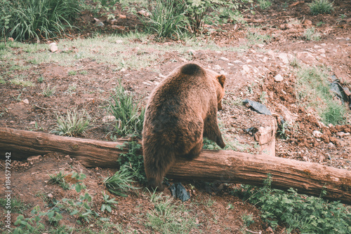 Canvas Print Bear
