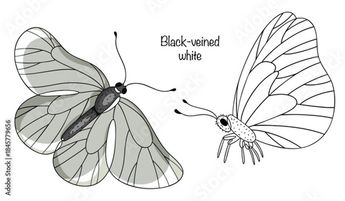 Black-veined white