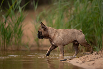 Leinwandbilder Französische Bulldogge Französische Bulldogge am Seeufer im Sommer  © honey_paws