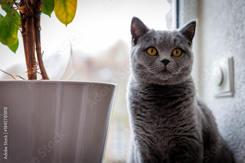 A beautiful gray British Shorthair cat sitting on a bright windowsill, gazing directly at the camera with striking amber eyes.