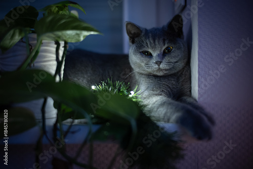 A charming black and white portrait of a domestic cat reaching out with its paw, captured in a soft and moody indoor setting.