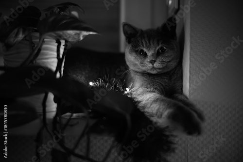 A charming black and white portrait of a domestic cat reaching out with its paw, captured in a soft and moody indoor setting.