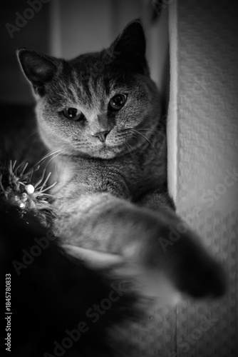A charming black and white portrait of a domestic cat reaching out with its paw, captured in a soft and moody indoor setting.