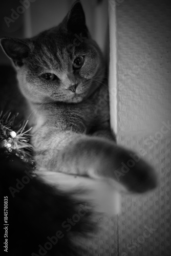 A charming black and white portrait of a domestic cat reaching out with its paw, captured in a soft and moody indoor setting.