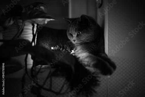 A charming black and white portrait of a domestic cat reaching out with its paw, captured in a soft and moody indoor setting.