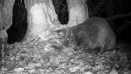 Wider Biber, Castor fiber, nachts im Biberbiotop unterwegs, Nahaufnahme, Nachtaufnahme