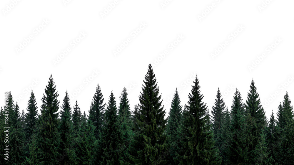 Fototapeta premium Pine tree silhouette dark forest background evergreen woodland tranquil night scene nature landscape peaceful mood outdoor wilderness scenic view mysterious calm