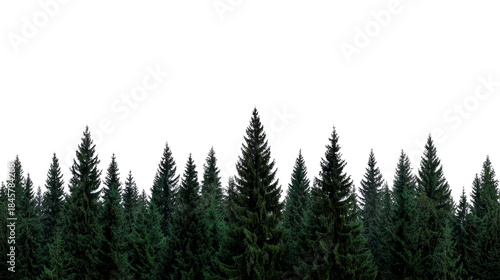 Pine tree silhouette dark forest background evergreen woodland tranquil night scene nature landscape peaceful mood outdoor wilderness scenic view mysterious calm