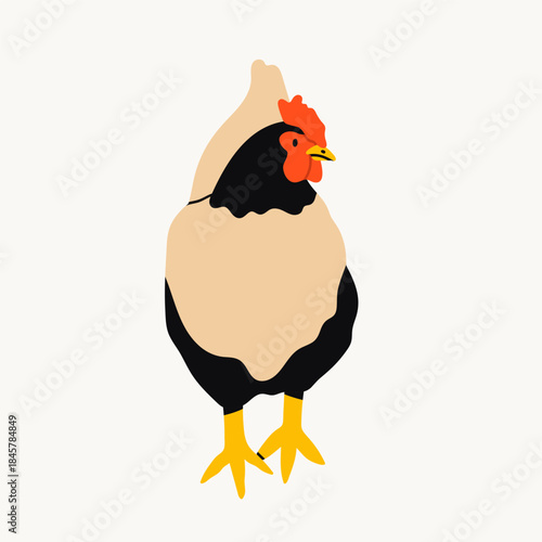 Domestic Chicken. Front view. Farm bird, organic eco food concept. Cute farm animal. Hand drawn trendy Vector illustration. Isolated design element. Logo, sticker, icon template
