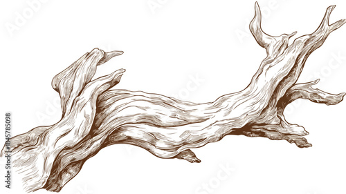 Elegant Driftwood Vector Illustration for Minimalist Design Projects