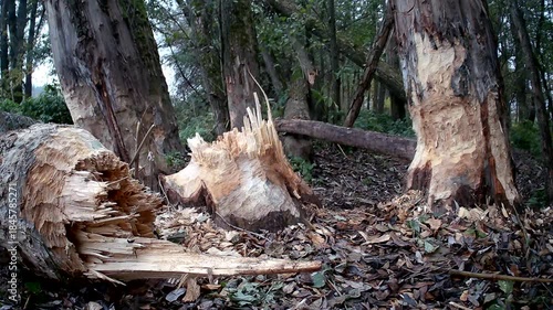 Wildes Eichhörnchen, Sciurus, im Biberrevier unterwegs
