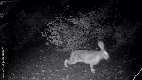 Wilder Feldhase, Lepus europaeus, prüft vorsichtig die Umgebung im Wald, Nachtaufnahme