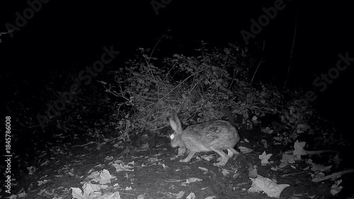 Wilder Feldhase, Lepus europaeus, hoppelt nachts durch den Wald, Nachtaufnahme