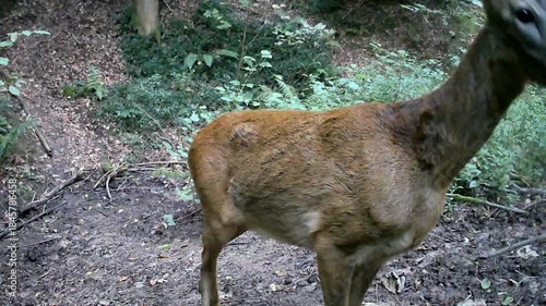 Wilder Rehbock interessiert sich für die Wildkamera, Neugier, Kopf, Nahaufnahme