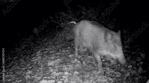 Rotte Wildschweine, Sus scrofa, rennen nachts durch den Wald, Nachtaufnahme