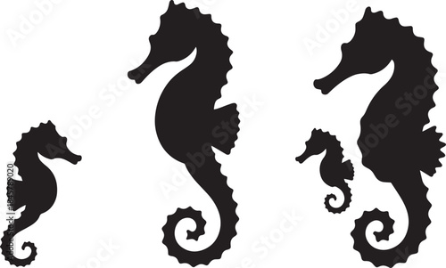 Seahorse family group black silhouette isolated on transparent background vector illustration