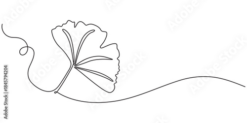 Ginkgo Biloba Leaves On White Background, Fresh ginkgo biloba green leaf continuous one line drawing, Ginkgo biloba leaves, Close-up of yellow leaves against white background
Ginkgo Biloba Leaves On