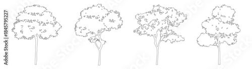 CAD Tree Elevation Drawings in Minimal Line Style for Architecture and Landscape Use