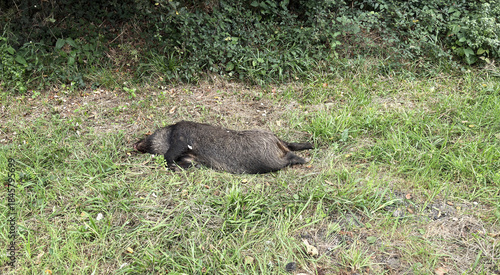 Dead wild boar by the roadside