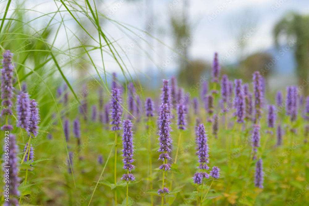 Obraz premium Beautiful purple wildflowers blooming in a natural meadow, creating a soft and peaceful floral scene in natural light.