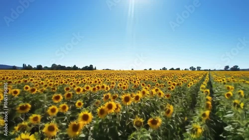 Sunflowers blooming in field under blue sky