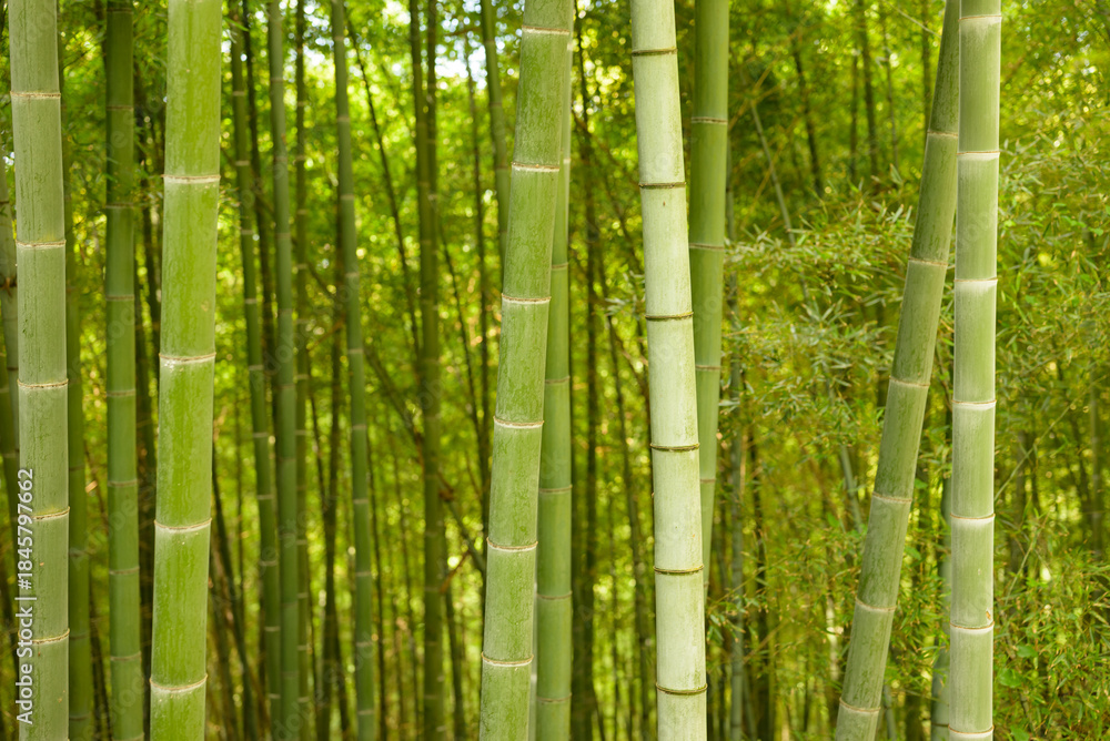 Fototapeta premium Dense bamboo grove with fresh green bamboo shoots, highlighting natural patterns, vertical lines, and lush foliage. Perfect for nature, forest, or tropical projects.