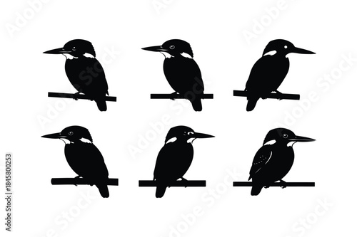 kingfisher perched silhouette vector set