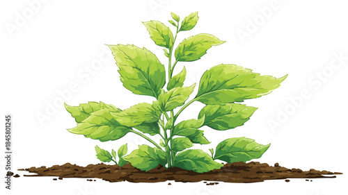 Vibrant Green Plant Growing in Field with Outline - Vector Illustration