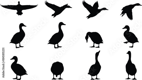 Silhouette collection of ducks in various poses including flying, standing, walking, and preening, ideal for wildlife design, nature illustration, bird graphics