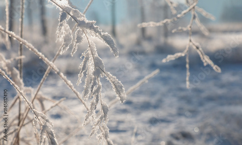 Wallpaper Mural A beautiful winter landscape, a forest covered in snow on a frosty, sunny winter day.A reed branch covered in frost. Torontodigital.ca