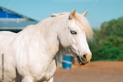 White pony standing next to a stable in outdoors, close-up portrait