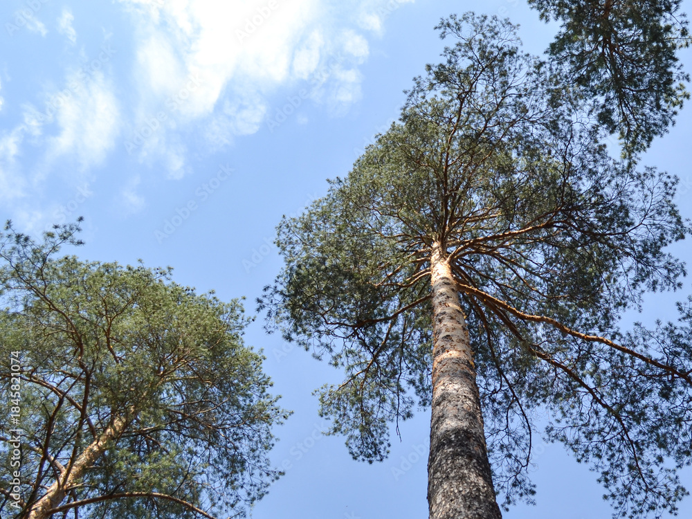 Fototapeta premium Majestic pine trees against blue sky in tranquil forest setting