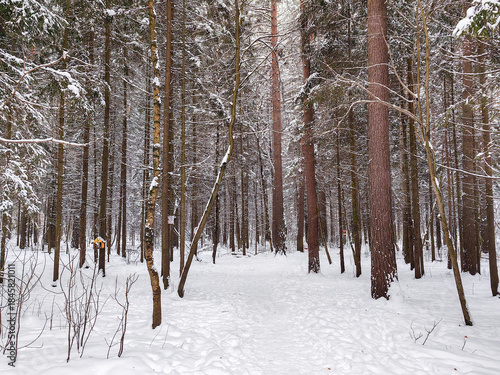 A winter forest with snow-covered trees and a path. Concept for a walk through a pine-lined park.