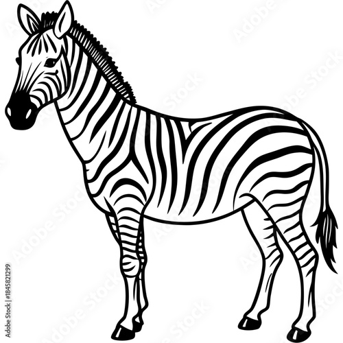 zebra isolated on white background