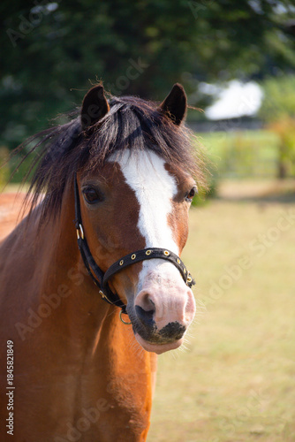Head shot of bay pony horse standing outdoors in the Shropshire countryside wearing a halter to make it easier to catch it.