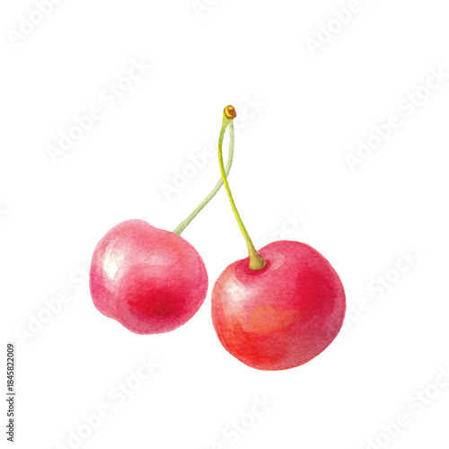水彩のさくらんぼ 2粒 ベクター（単体・手描き） 