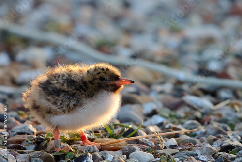 common tern chick