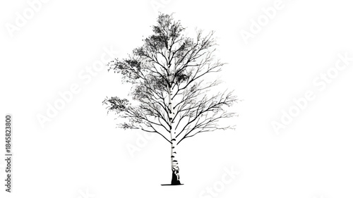 Minimalist Birch Tree Vector Illustration for Creative Designs