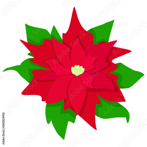 Red Christmas flower poinsettia
