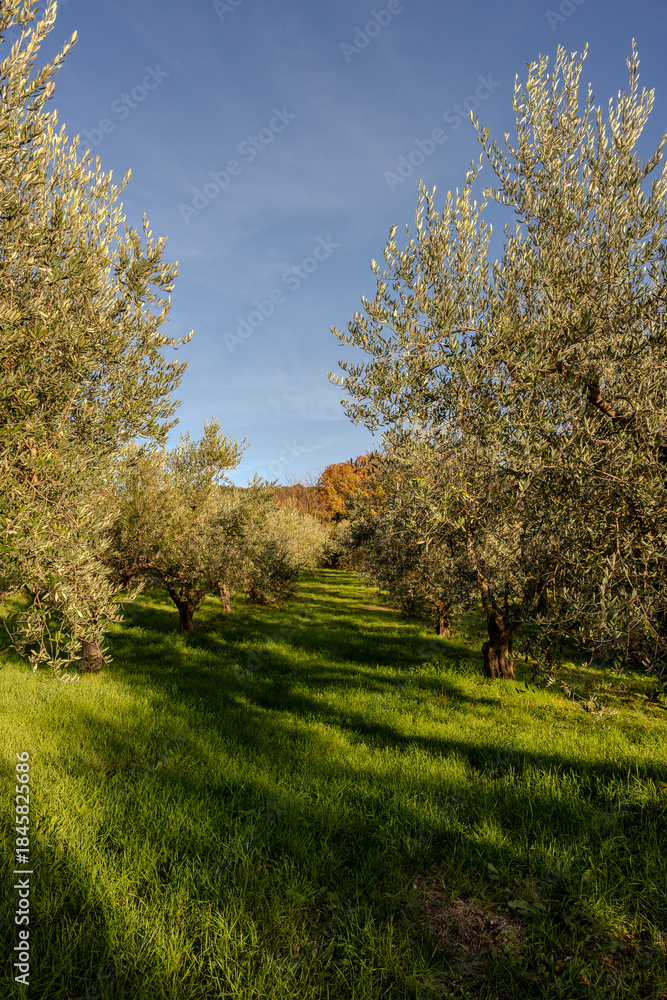 Obraz premium The olive tree is native to the Middle East and has been used as a food source since ancient times. Its fruit, olives, are used to extract oil.