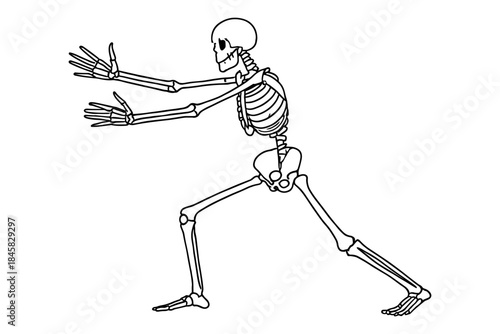 Human skeleton in lunge pose outline drawing with detailed bones display
