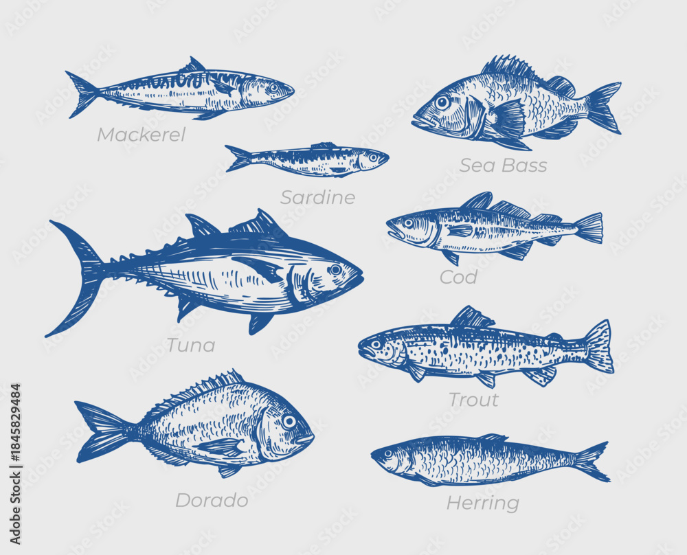 Obraz premium Dorado fish, seafood, vector sketch illustration, hand drawn