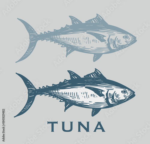 Tuna fish, seafood, vector sketch illustration, hand drawn