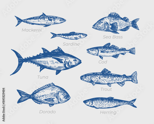 Dorado fish, seafood, vector sketch illustration, hand drawn